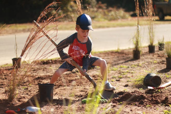 Students plants longleaf pines  in 2018. Maclay School and Tall Timbers will conduct a prescribed fire demonstration at the new longleaf pine ecosystem restoration area Friday.