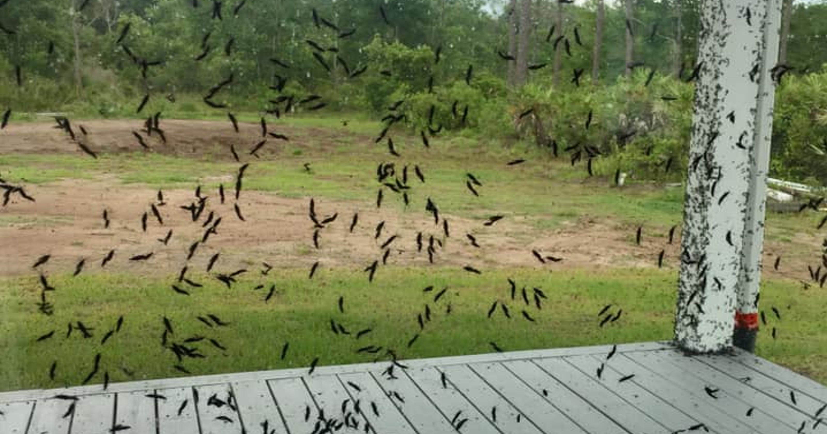 Lovebugs, lovebug season in Florida Photos of pesky bug