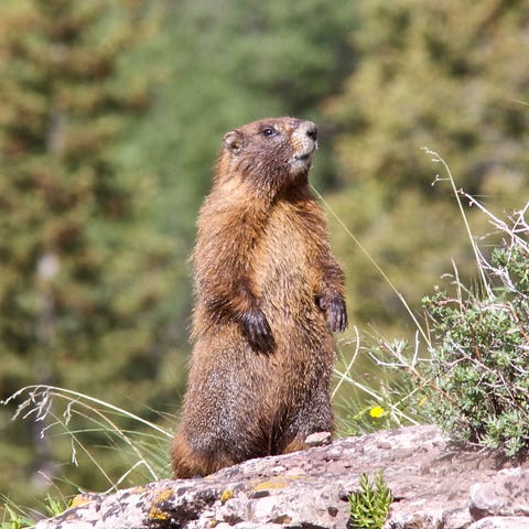 This file photo shows a yellow-bellied marmot in...