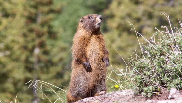 This file photo shows a yellow-bellied marmot in...