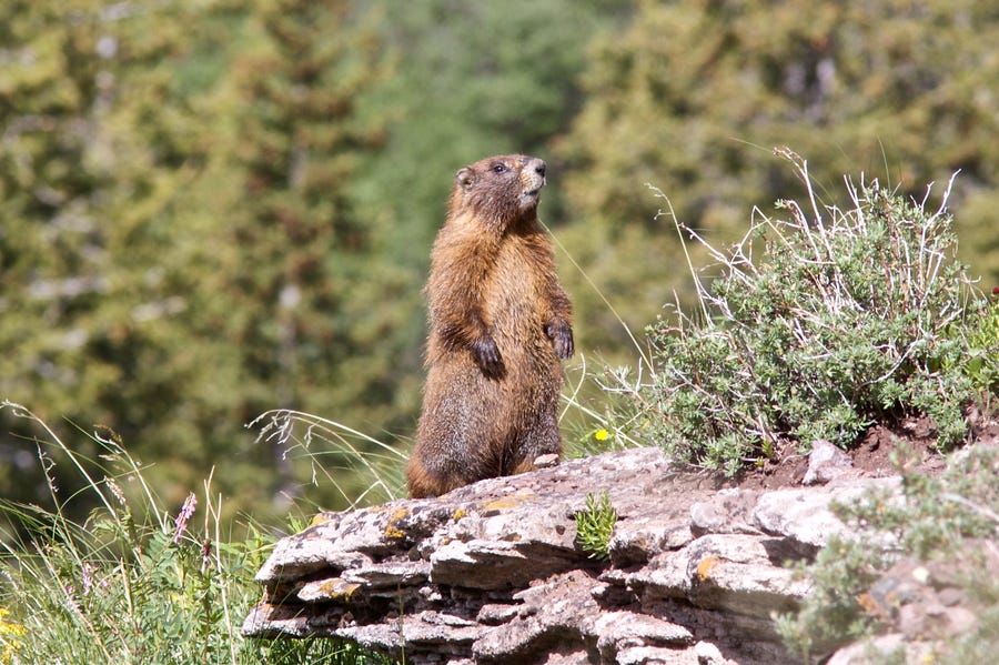 This file photo shows a yellow-bellied marmot in the United States. A couple in Mongolia died from the bubonic plague after eating raw marmot meat.
