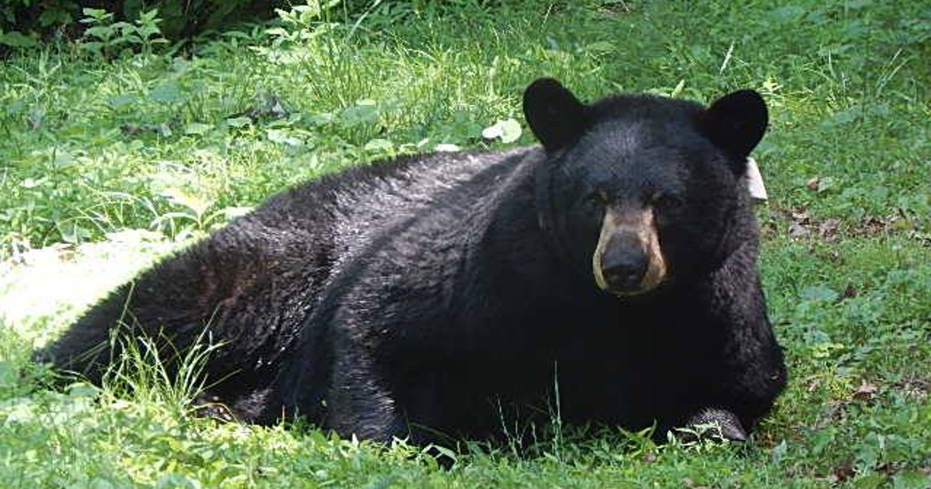 Sneak Peek At Black Bear Movements Behavior In Asheville