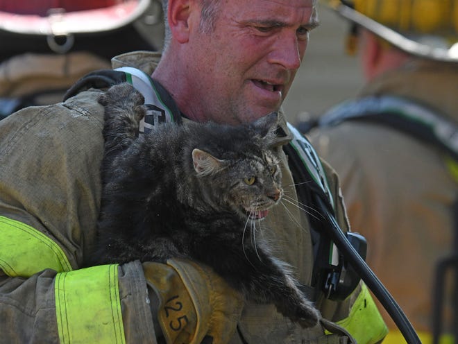 Firefighter Tom Sneeringer brings a cat out of a duplex at 81-83 W. First Street on Wednesday.