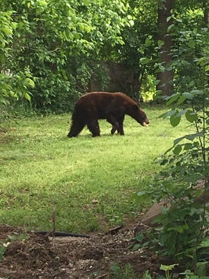 A cinnamon-colored black bear roams the backyard of a Salem resident before it was safely caught in a trap during an encounter in May.  Game agents relocated the bear.