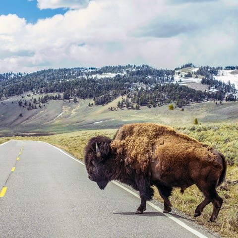 Best wildlife road trip: Jackson to Yellowstone...
