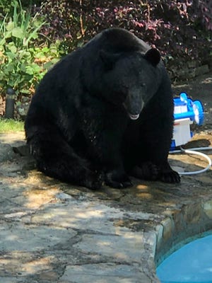 A North Asheville resident said this bear that showed up at his back yard pool last fall is the biggest one he's seen in 19 years of living there. A wildlife expert estimates its weight at around 600 pounds.