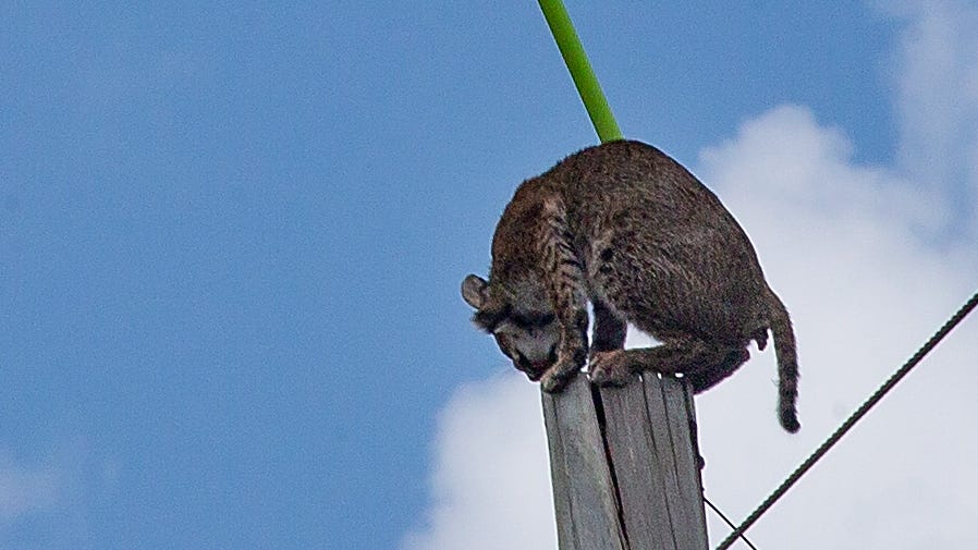 How To Tell The Difference Between A Florida Panther And A Bobcat