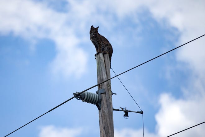 Bobcat Climbs Florida Electrical Pole On Alligator Alley Rescue Video