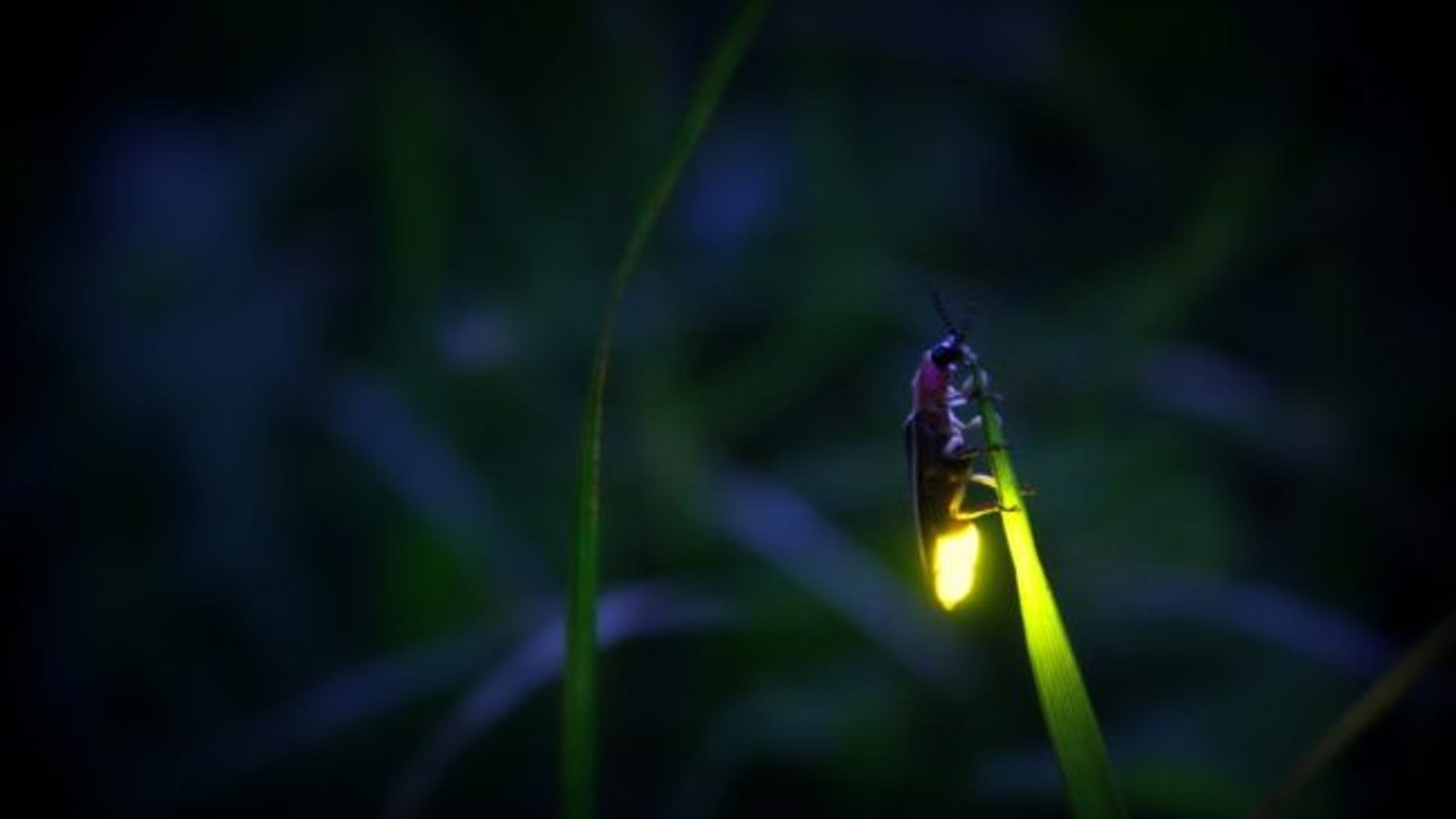 Blue ghost fireflies are shining brightly now across Western North Carolina