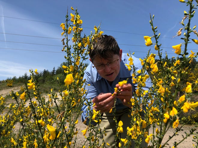 Dana Coggon, Kitsap County's noxious weed coordinator, examines Scotch broom for the presence of Bruchidius villosus, a type of weevil that eats the seed pods of the invasive species.