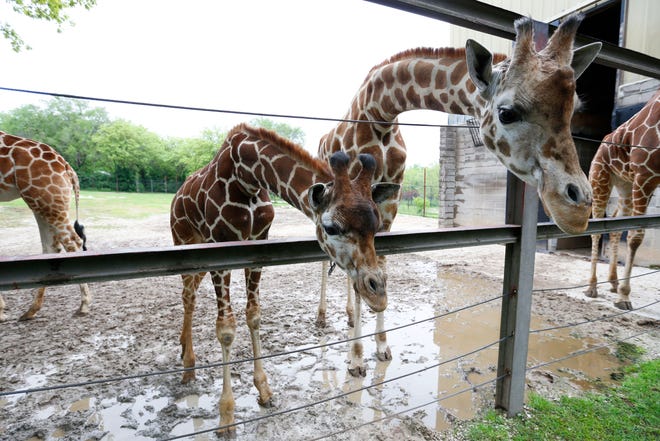 A baby giraffe next to its mother at the Dickerson Park Zoo on Thursday, May 9, 2019.