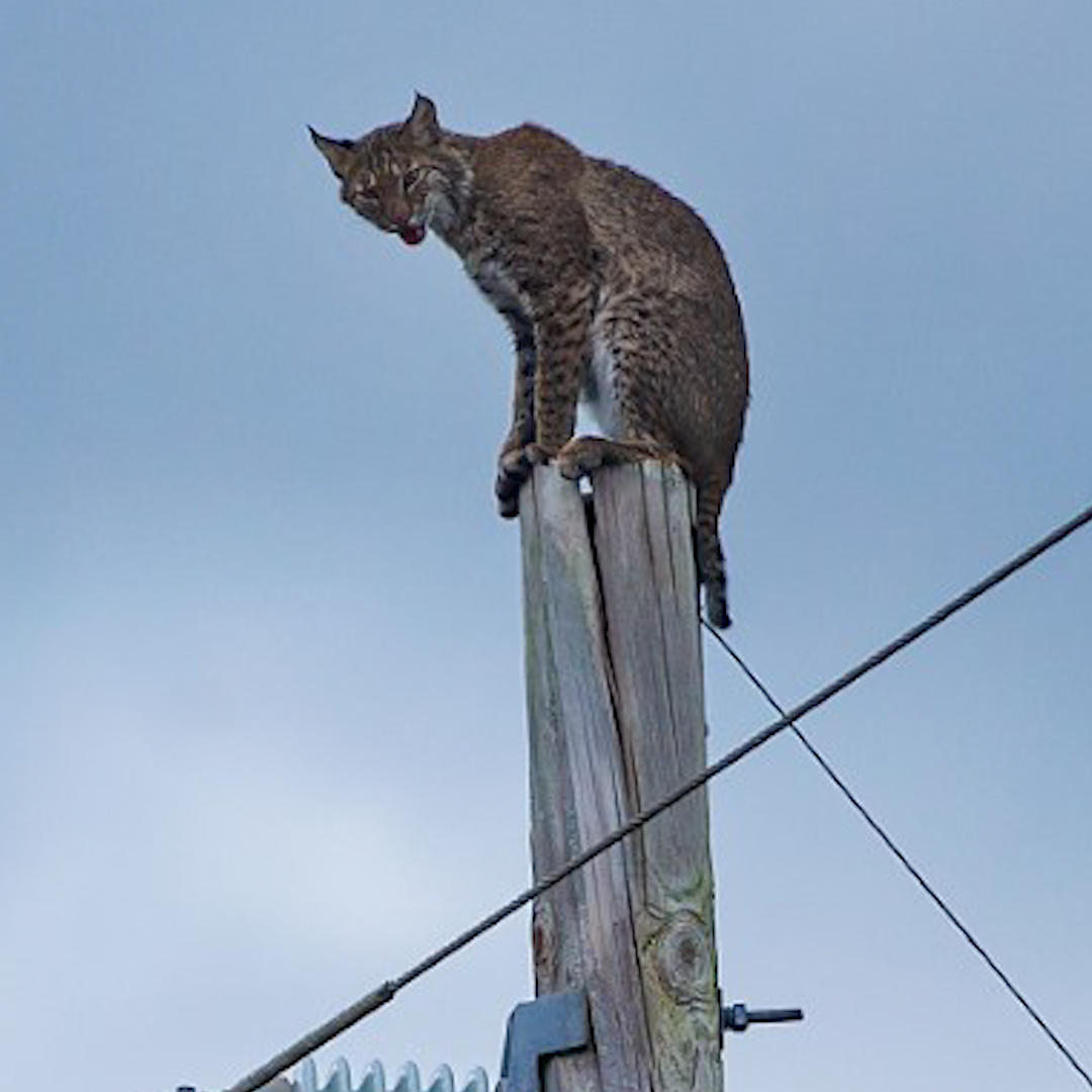 Bobcat Climbs Florida Electrical Pole On Alligator Alley Rescue Video