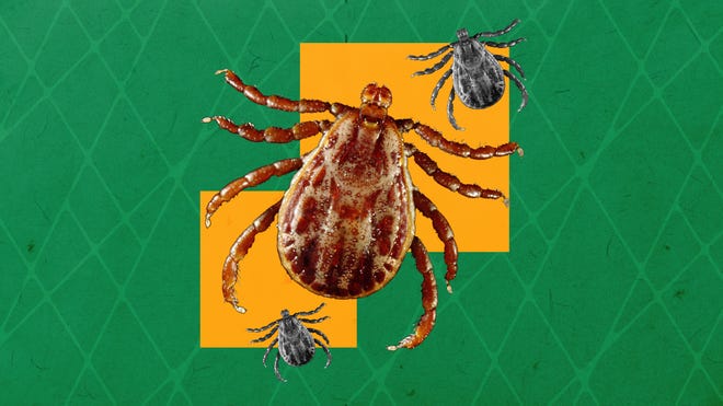 Ticks in Virginia Lyme disease and tick prevention Ticks in Virginia Lyme disease and tick prevention