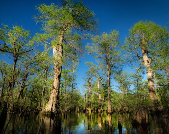A recently documented bald cypress stand in North Carolina, including a tree of at least 2624 years, is the oldest living tree known from eastern North America.