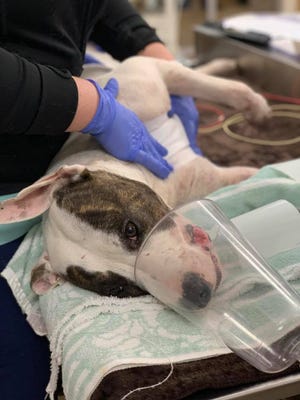 Stormy is recovering from wounds and needs thousands of dollars worth of treatment.