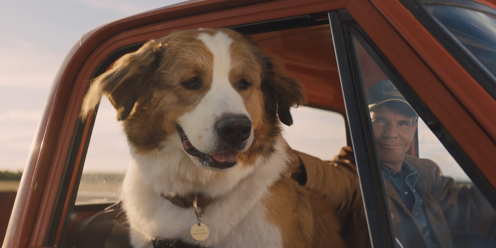 A Dog S Journey Meet The Pups In This Animal Acting