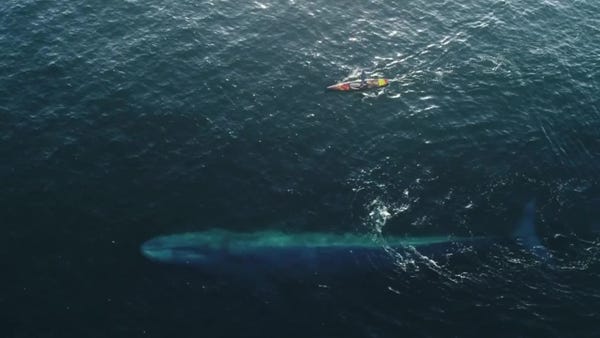Massive blue whale swims next to paddle boarder