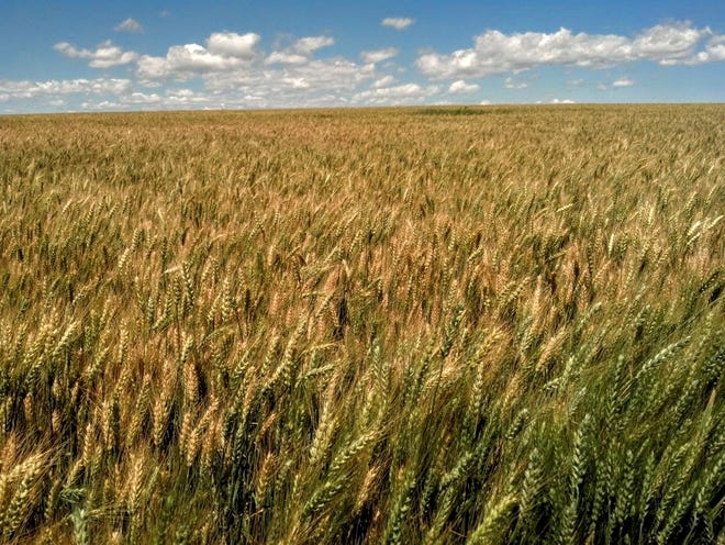 Grain ripens on the Conservation Grains farm between Choteau and Dutton. Grain from the farm, and sourced from other farms, is used in a craft milling venture.