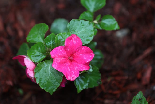Impatiens are one of the most popular annual flowers because of their bright colors and the ability to grow in shady areas.