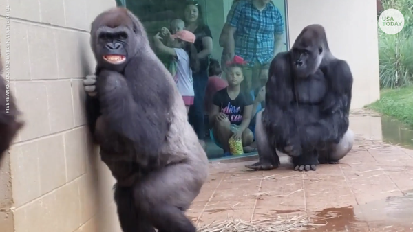 Gorillas hilariously cringe as they dodge the...
