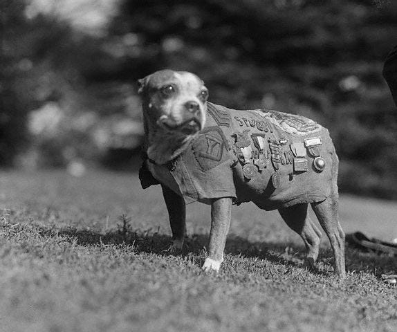 Sgt. Stubby in his prime.