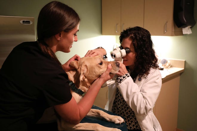 Service dogs receive free eye exams through BluePearl pet hospital in Southfield.