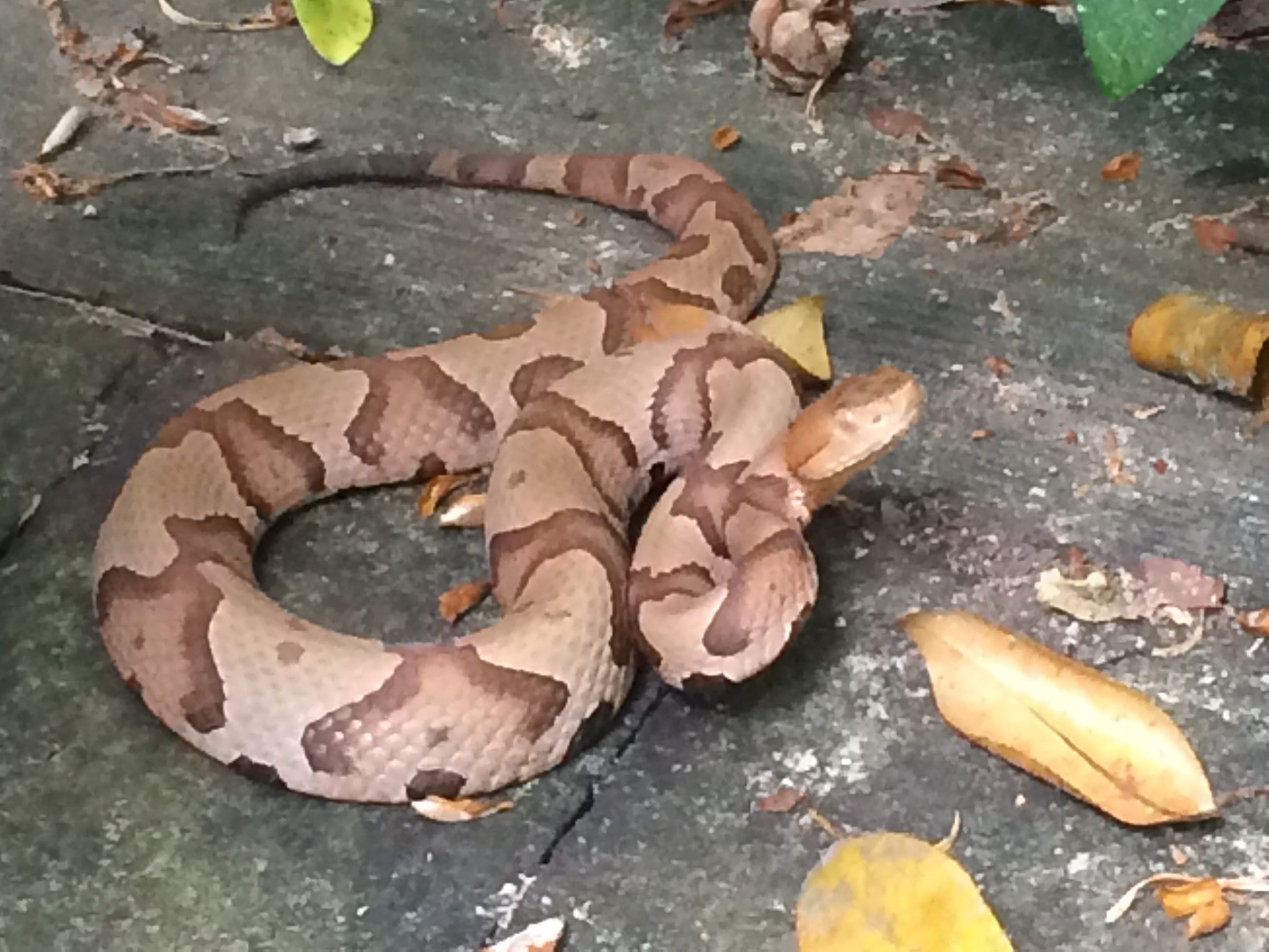 Are Copperhead Bites Fatal To Dogs