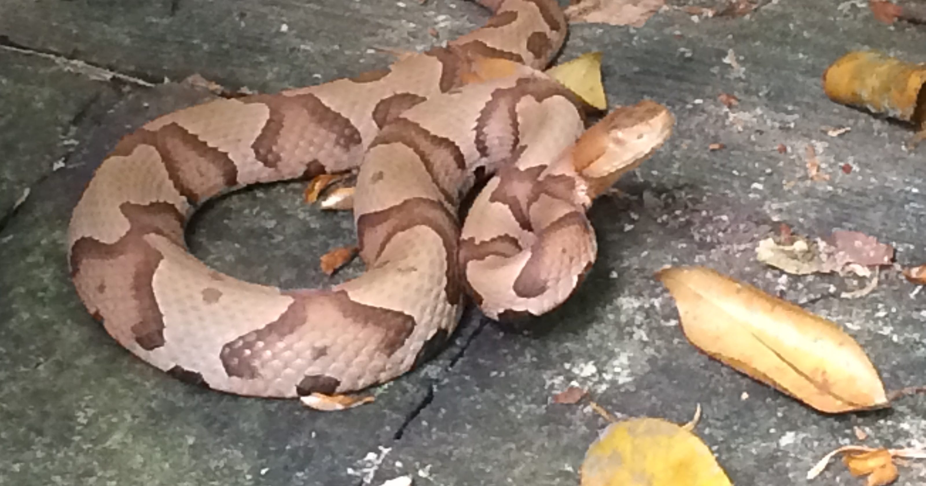 Do'S And Don'Ts For Snake Bites