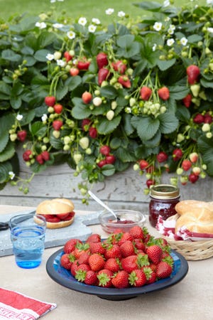 Grow Delizz strawberries in a window box for summer-long fruits.