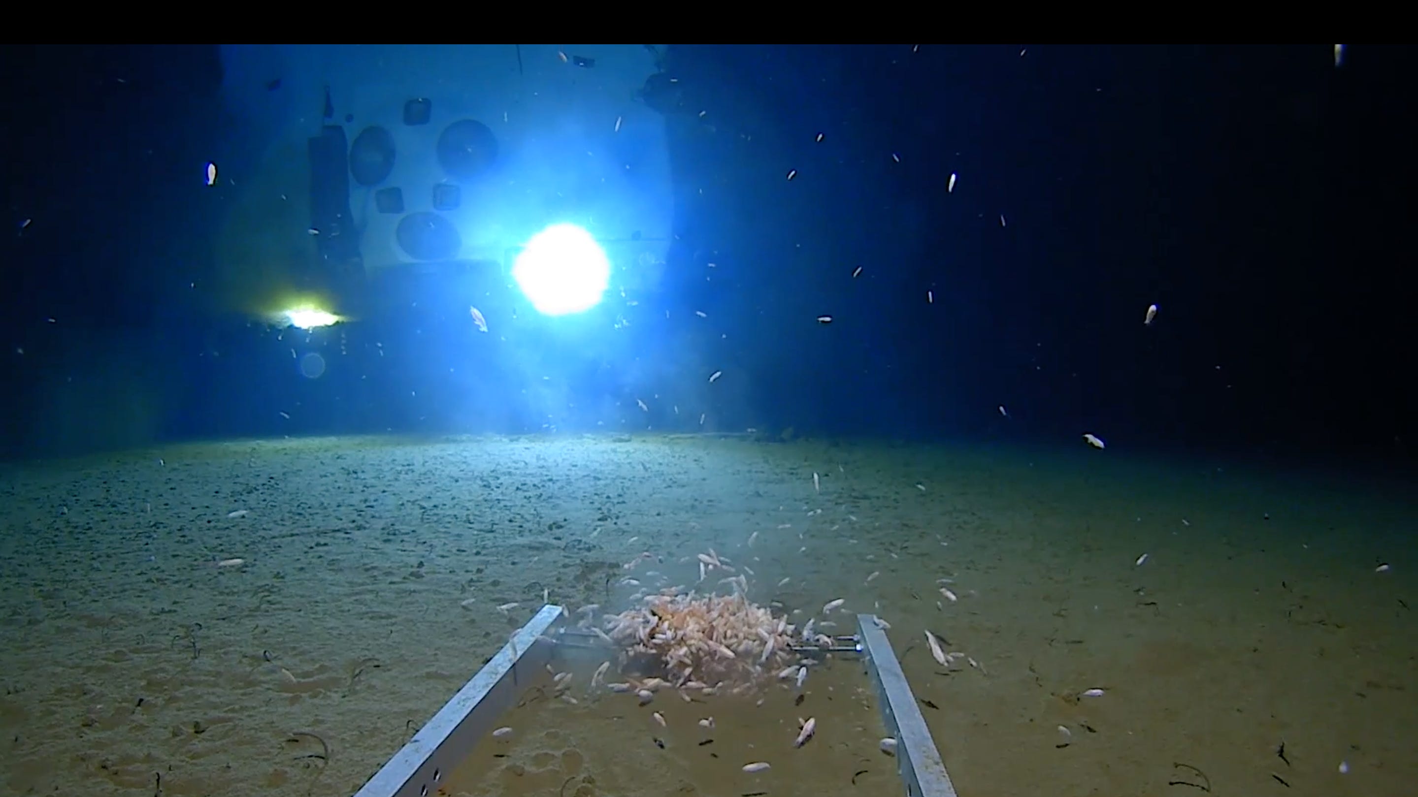 Trash including plastic bag found at deepest ocean point on Earth