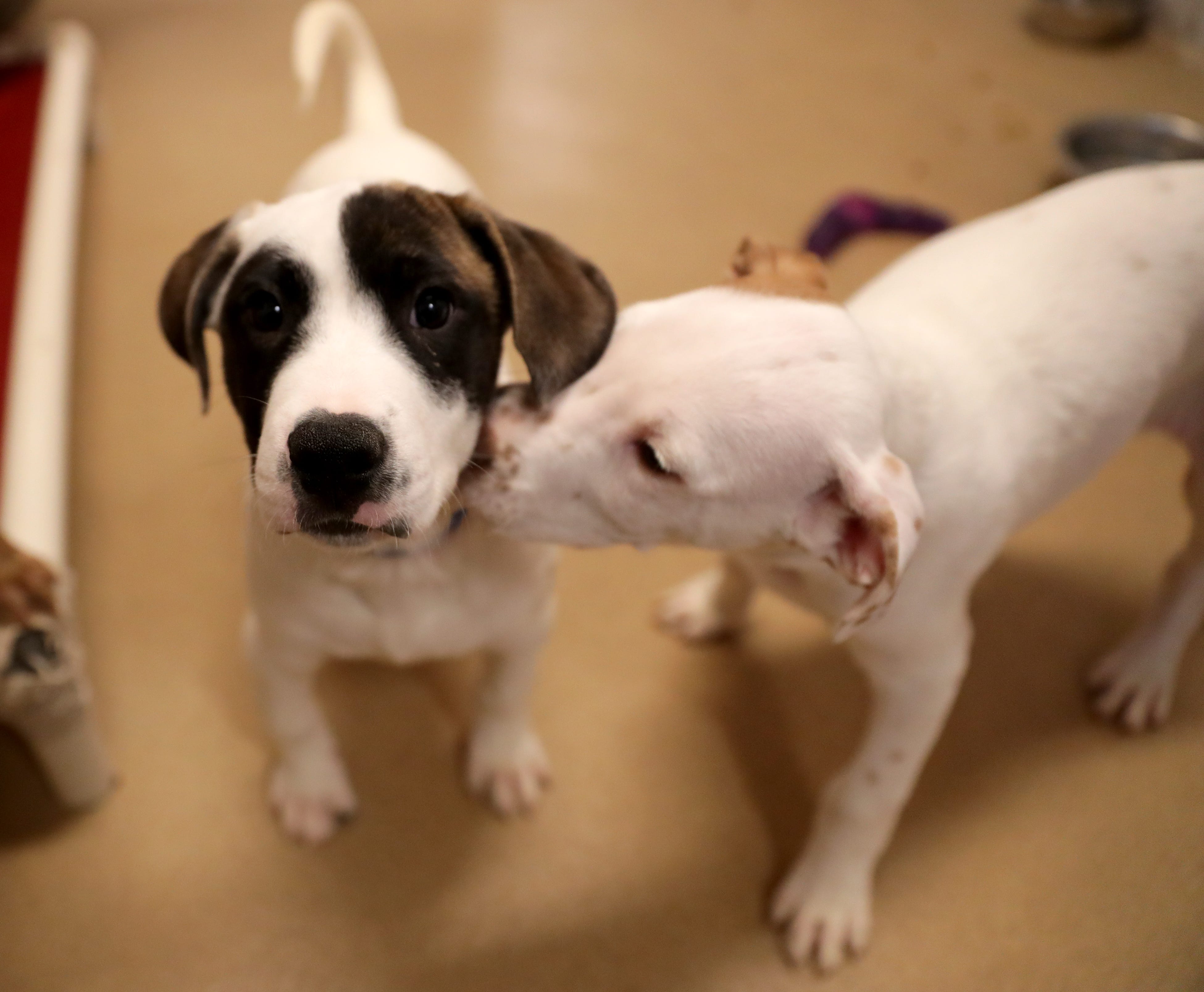 humane society of milwaukee