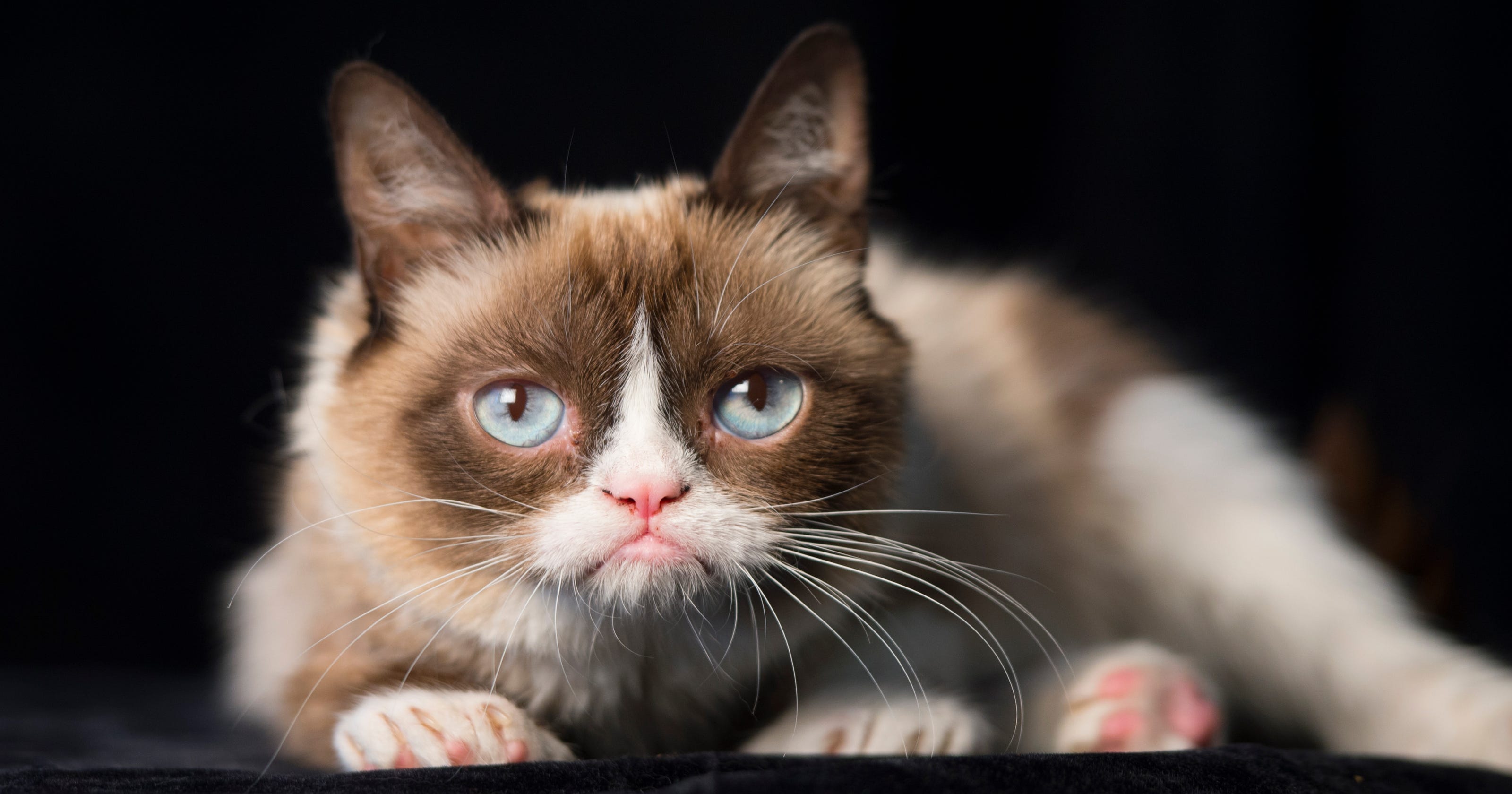 Grumpy Cat  A look back at the internet star s best memes 