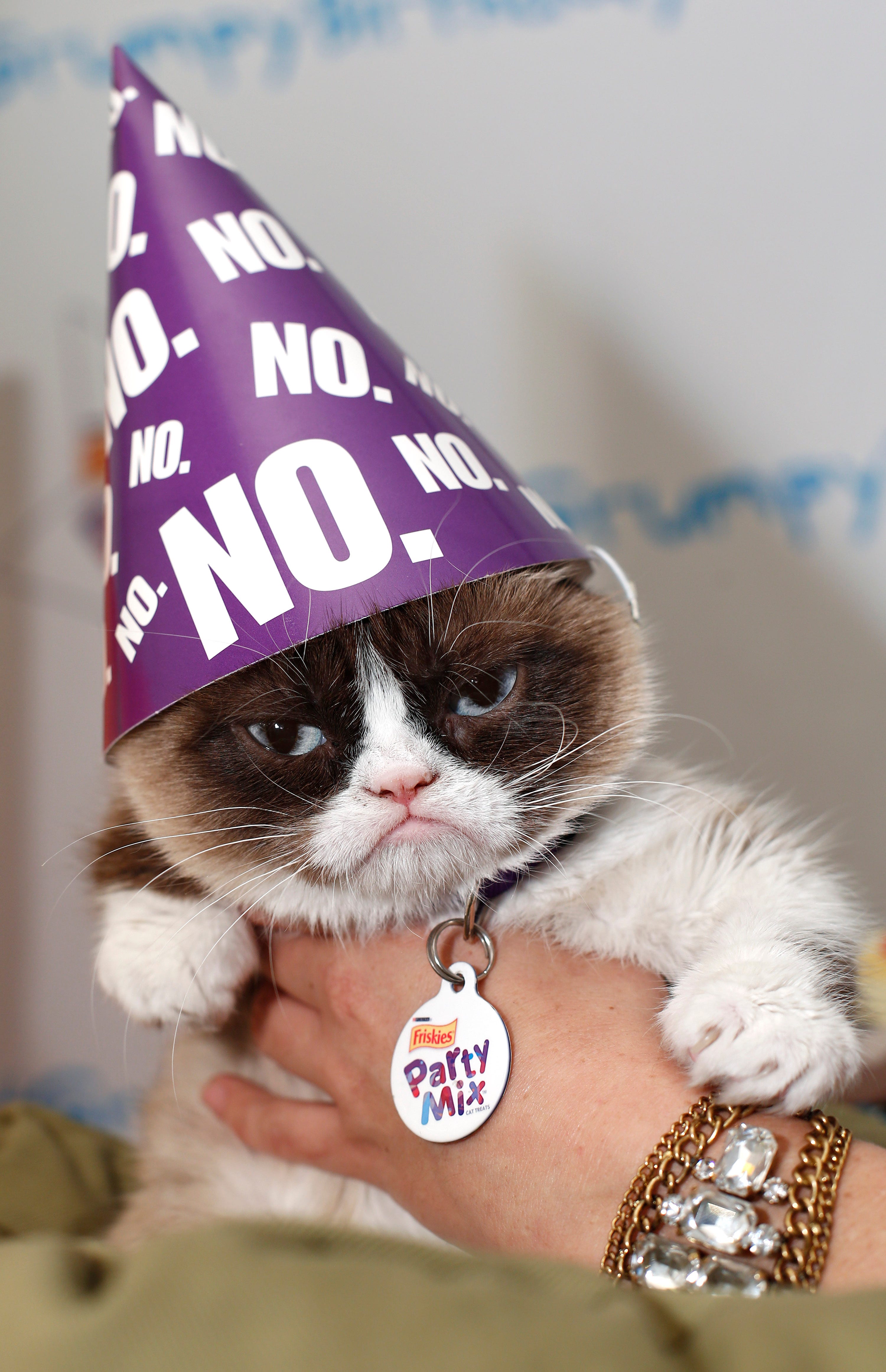 Grumpy Cat Dead At 7 What You May Not Have Know About Meme Star