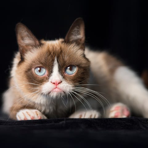 Grumpy Cat, who died Tuesday, May 14, 2019, is...