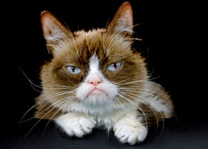 Grumpy Cat, also known as Tardar Sauce, who set the record as the most liked cat on Facebook with 8,759,819 likes as of May 3, 2017. She died on May 14, 2019 in age 7 due to complications of urinary tract infection.