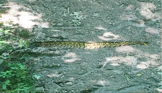 Vanderbilt professor Gary Kimball and his wife Carroll came upon this 4-foot timber rattlesnake on a hike last week at Warner Parks.
