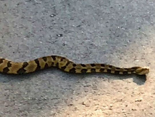 Gary Kimball found this four-foot rattlesnake in the parking lot at the trail head at Warner Parks in 2016.