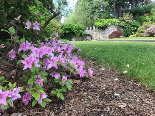 Nj Botanical Garden In Ringwood Shows Off Its Colorful Azaleas