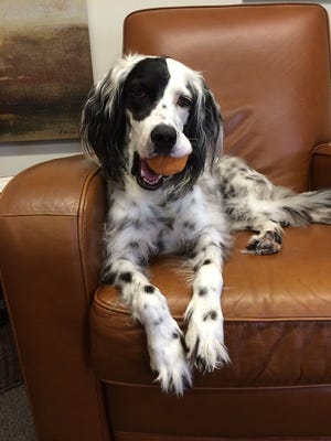 Pepper, a bird dog, is a therapy dog in Carl Mumpower's psychology practice.