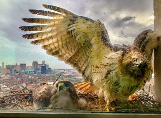 Family Of Hawks Make Home In Michigan Central Station Train