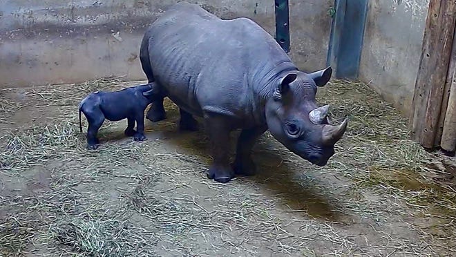 Chicago’s Lincoln Park Zoo says an eastern black rhinoceros named Kapuki has given birth to a calf.