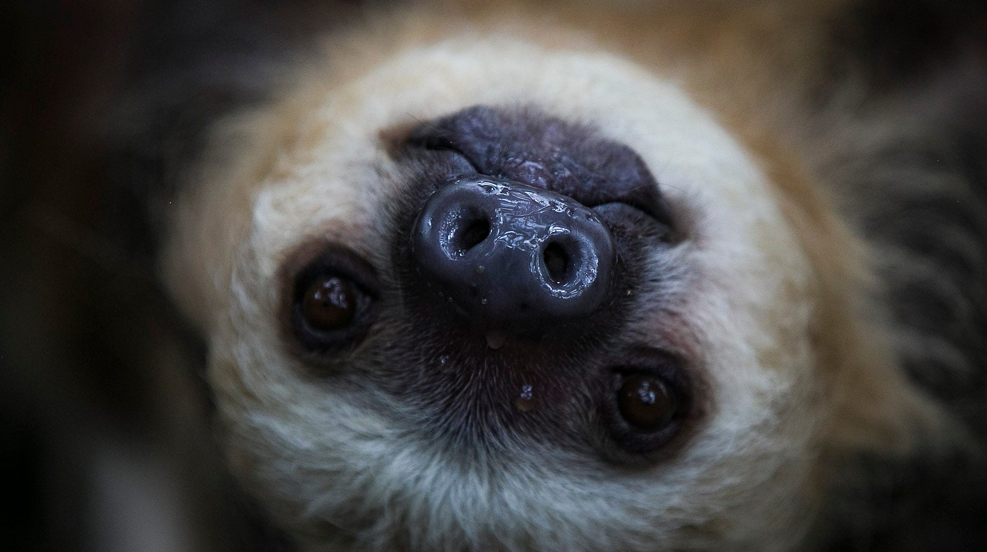 Indianapolis Zoo debuts exhibits of sloths and venomous snakes