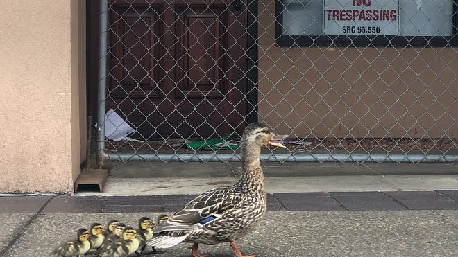 Good Samaritans Use Handheld Signs To Stop Salem Traffic For Ducklings Good Samaritans Use Handheld Signs To Stop Salem Traffic For Ducklings