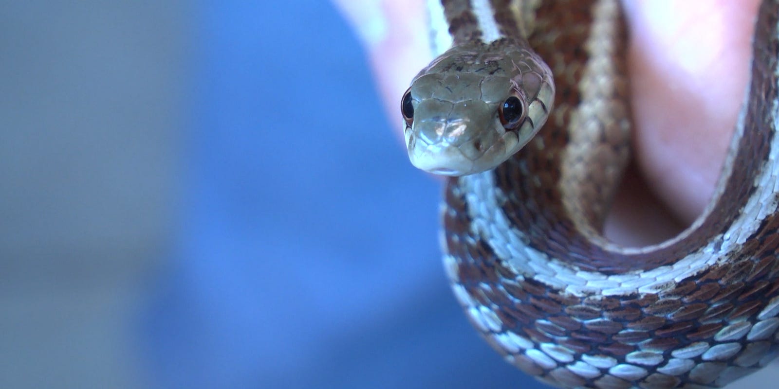 Garter snakes have teeth and yes, they bite What to know