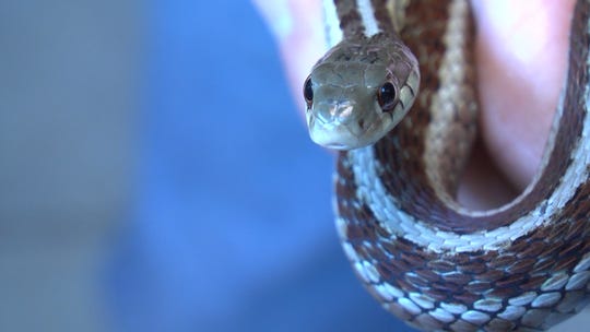 Garter Snakes Have Teeth And Yes They Bite What To Know