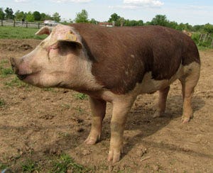The Livestock Conservancy of North Carolina has been encouraging interest in lesser-known and fast-disappearing breeds of farm animals for many years.