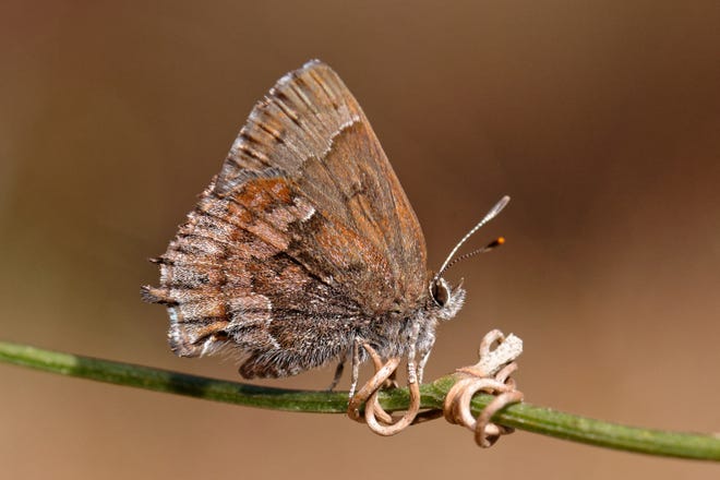 The Apalachicola National Forest (ANF) just south of Tallahassee has the best-studied and largest known population of a rare butterfly, the frosted elfin.