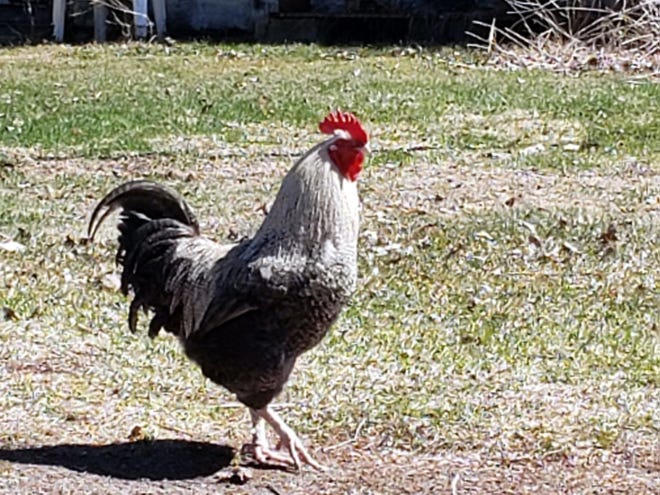 Beautiful Gibby, the rooster, when he was king of the roost.