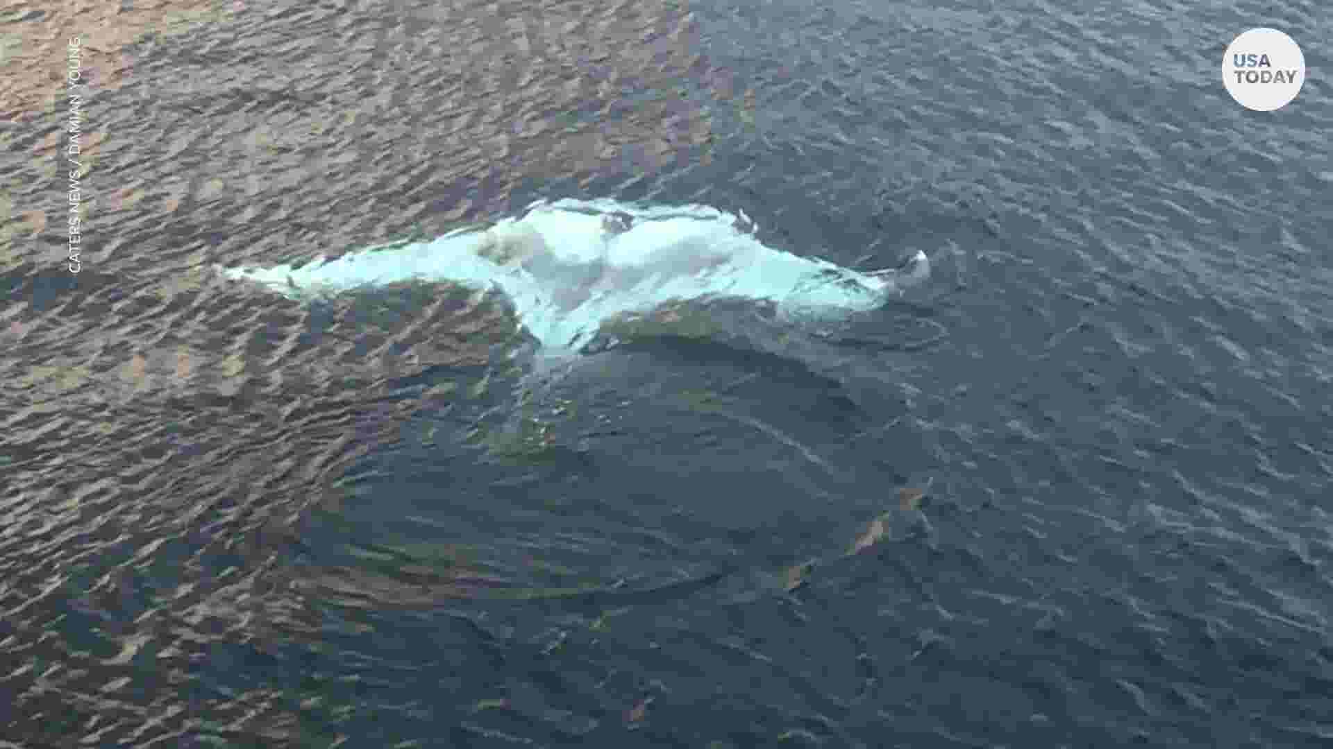 Tourists blown away after spotting rare and giant white manta ray