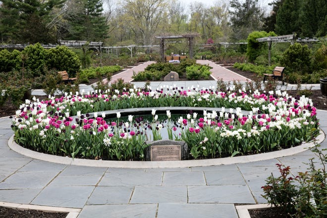 The Rudolf W. van der Goot Rose Garden will be in peak bloom in May and June.